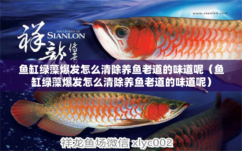 魚缸綠藻爆發(fā)怎么清除養(yǎng)魚老道的味道呢（魚缸綠藻爆發(fā)怎么清除養(yǎng)魚老道的味道呢） 馬拉莫寶石魚