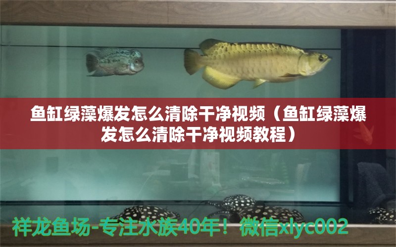 魚缸綠藻爆發(fā)怎么清除干凈視頻（魚缸綠藻爆發(fā)怎么清除干凈視頻教程）