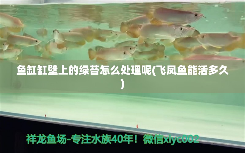 魚缸缸壁上的綠苔怎么處理呢(飛鳳魚能活多久)