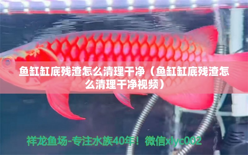 魚缸缸底殘渣怎么清理干凈（魚缸缸底殘渣怎么清理干凈視頻）