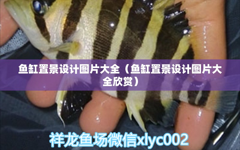 魚缸置景設計圖片大全（魚缸置景設計圖片大全欣賞） 銀河星鉆魚