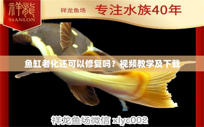 魚(yú)缸老化還可以修復(fù)嗎？視頻教學(xué)及下載 大白鯊魚(yú)苗