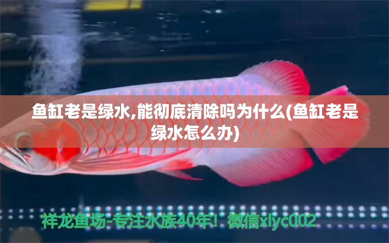 魚(yú)缸老是綠水,能徹底清除嗎為什么(魚(yú)缸老是綠水怎么辦)