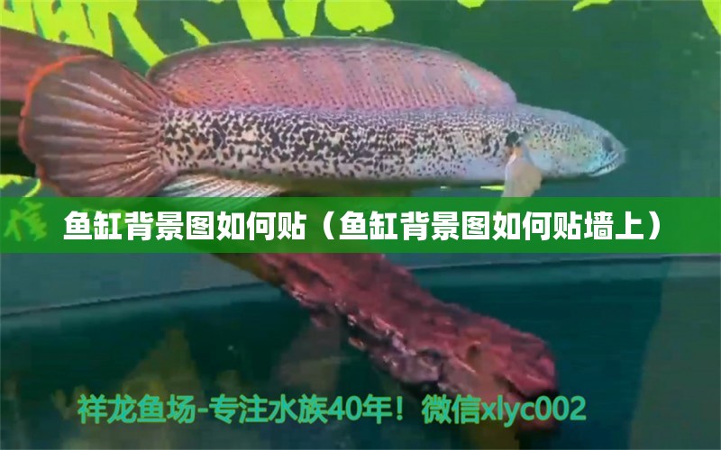 魚缸背景圖如何貼（魚缸背景圖如何貼墻上）