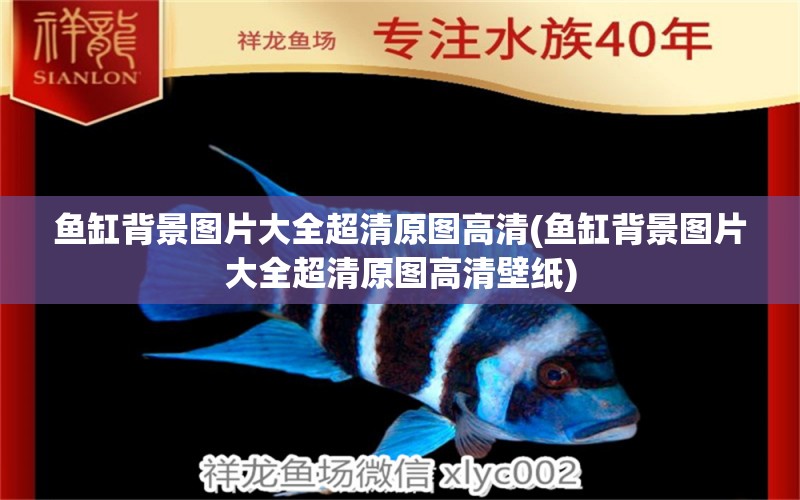 魚缸背景圖片大全超清原圖高清(魚缸背景圖片大全超清原圖高清壁紙) 魚缸水質(zhì)穩(wěn)定劑