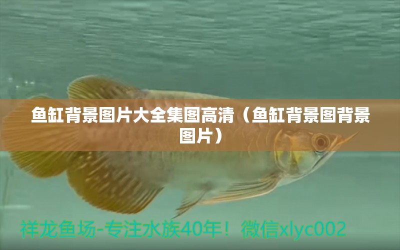 魚缸背景圖片大全集圖高清（魚缸背景圖背景圖片） 定時器/自控系統(tǒng) 第1張