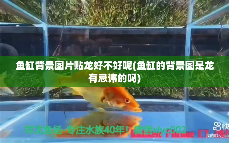 魚缸背景圖片貼龍好不好呢(魚缸的背景圖是龍有忌諱的嗎)