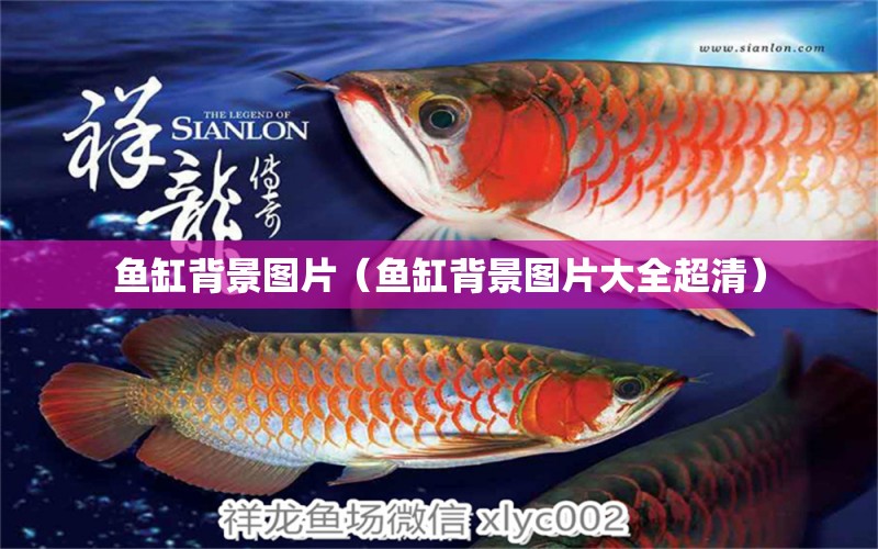 魚缸背景圖片（魚缸背景圖片大全超清） 觀賞魚市場(chǎng)（混養(yǎng)魚）