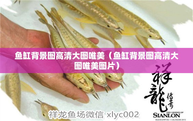 魚缸背景圖高清大圖唯美（魚缸背景圖高清大圖唯美圖片） 觀賞魚市場（混養(yǎng)魚）