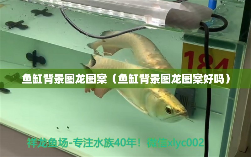 魚缸背景圖龍圖案（魚缸背景圖龍圖案好嗎）