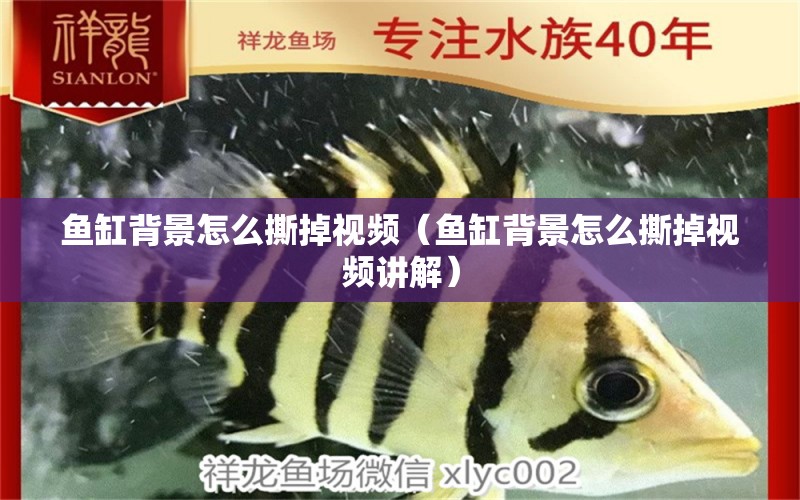 魚缸背景怎么撕掉視頻（魚缸背景怎么撕掉視頻講解）