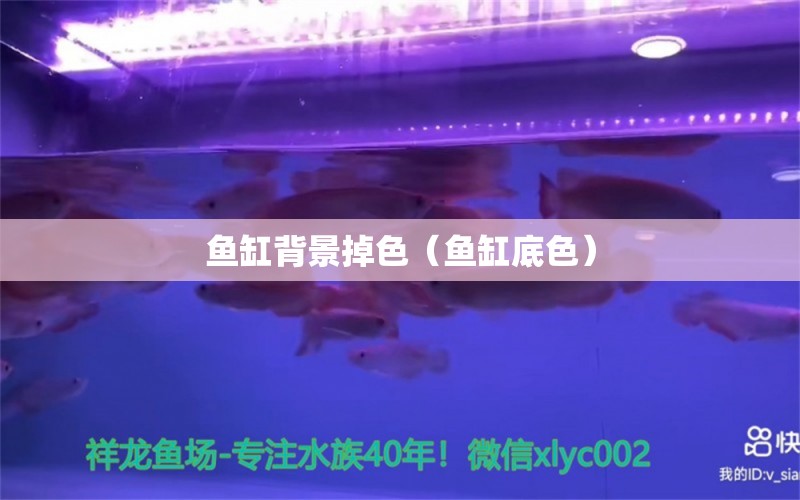 魚缸背景掉色（魚缸底色） 廣州觀賞魚批發(fā)市場