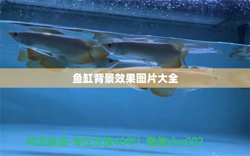 魚缸背景效果圖片大全