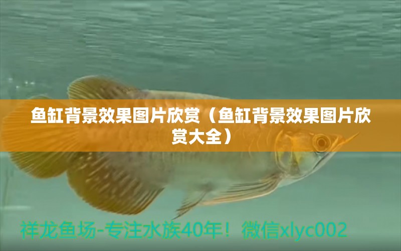 魚缸背景效果圖片欣賞（魚缸背景效果圖片欣賞大全）