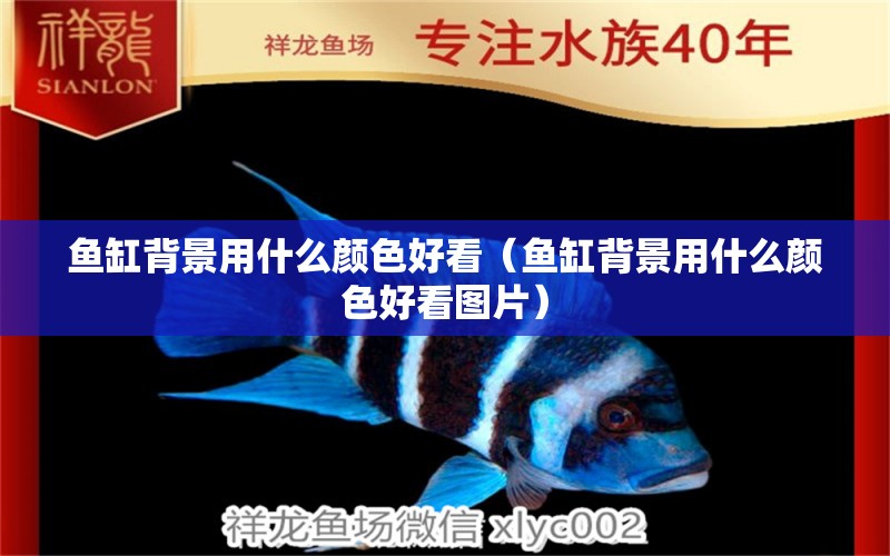 魚缸背景用什么顏色好看（魚缸背景用什么顏色好看圖片）