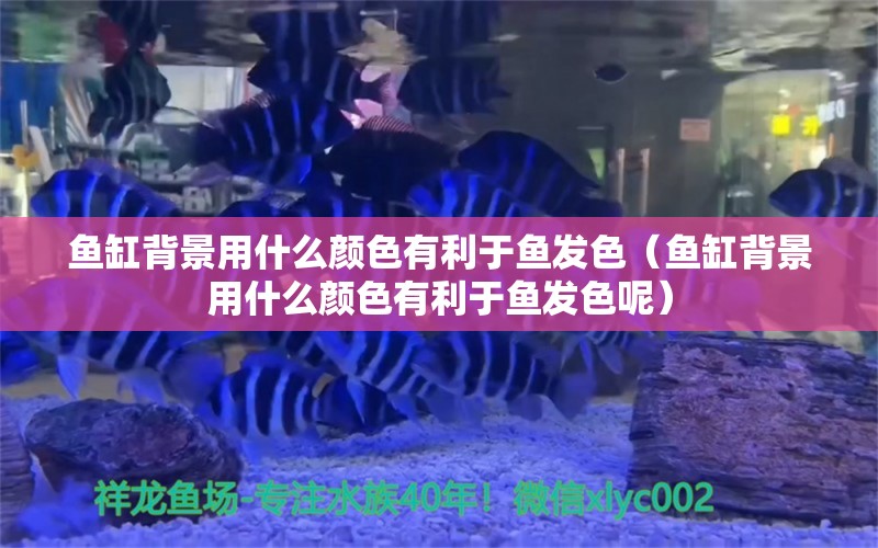 魚缸背景用什么顏色有利于魚發(fā)色（魚缸背景用什么顏色有利于魚發(fā)色呢） 祥龍水族醫(yī)院