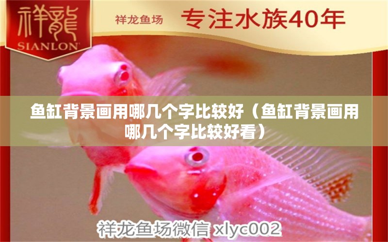 魚缸背景畫用哪幾個字比較好（魚缸背景畫用哪幾個字比較好看） 祥龍水族醫(yī)院