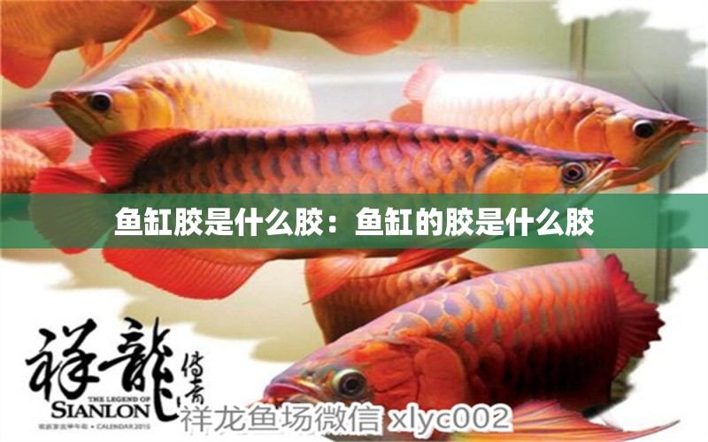 魚缸膠是什么膠：魚缸的膠是什么膠 觀賞魚市場（混養(yǎng)魚）