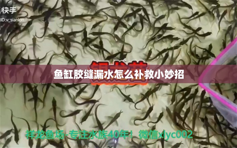 魚缸膠縫漏水怎么補救小妙招