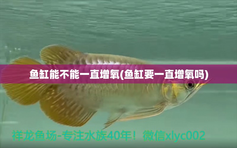 魚缸能不能一直增氧(魚缸要一直增氧嗎) 養(yǎng)魚的好處