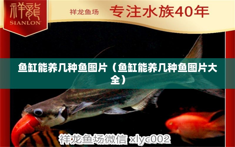 魚缸能養(yǎng)幾種魚圖片（魚缸能養(yǎng)幾種魚圖片大全） 祥龍水族醫(yī)院