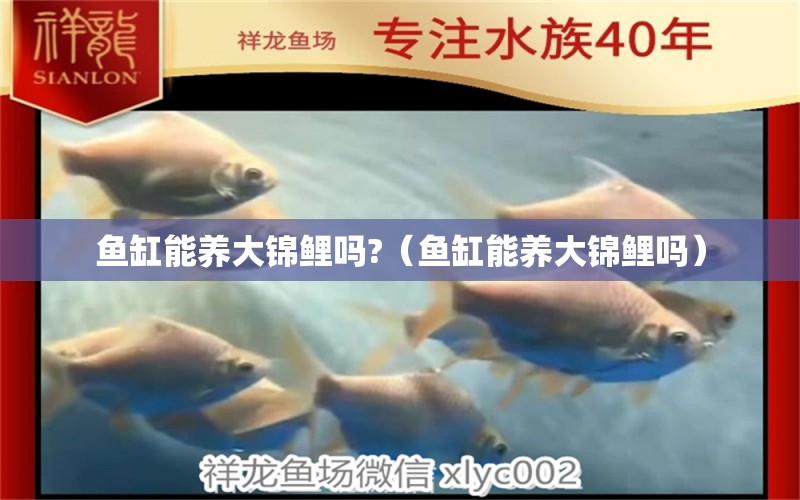 魚缸能養(yǎng)大錦鯉嗎?（魚缸能養(yǎng)大錦鯉嗎） 量子養(yǎng)魚技術(shù)