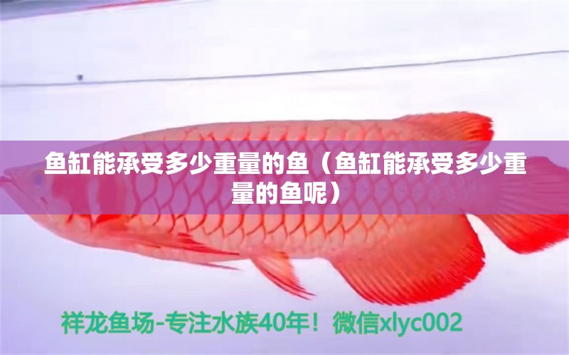 魚缸能承受多少重量的魚（魚缸能承受多少重量的魚呢） 其他品牌魚缸