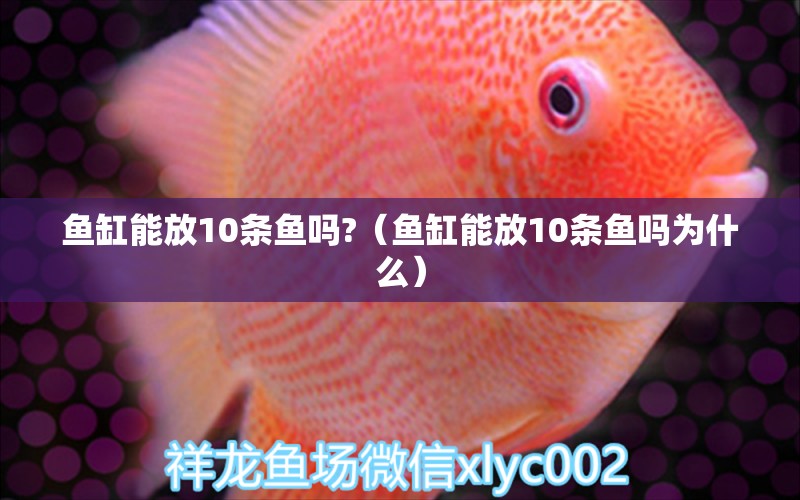 魚缸能放10條魚嗎?（魚缸能放10條魚嗎為什么）