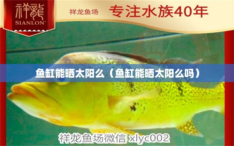 魚缸能曬太陽么（魚缸能曬太陽么嗎） 祥龍水族醫(yī)院