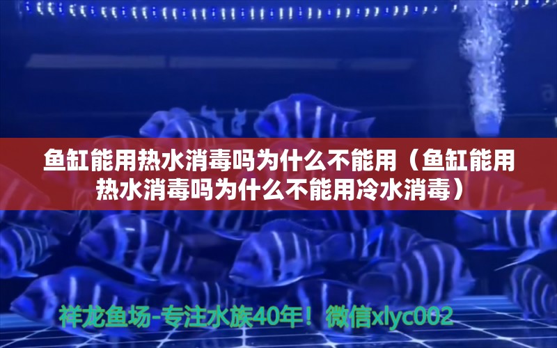 魚缸能用熱水消毒嗎為什么不能用（魚缸能用熱水消毒嗎為什么不能用冷水消毒） 祥龍水族醫(yī)院