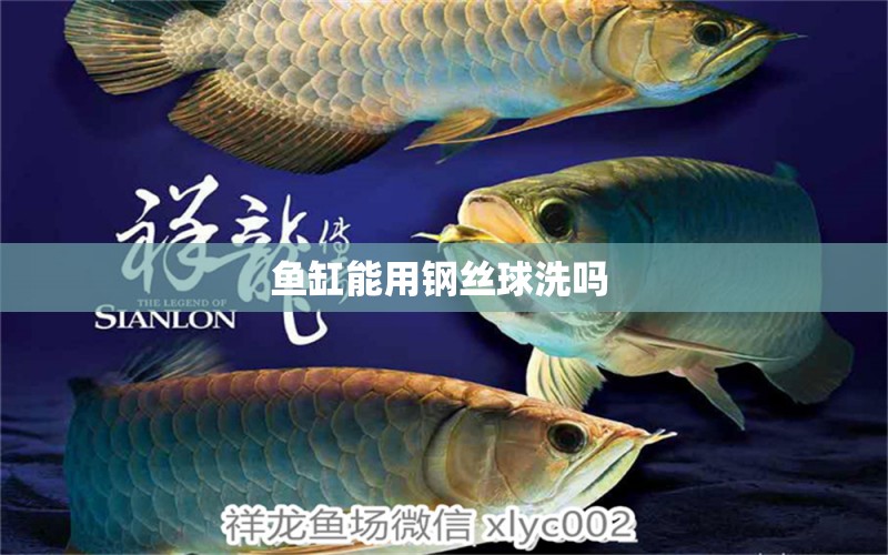 魚缸能用鋼絲球洗嗎  元寶鯽