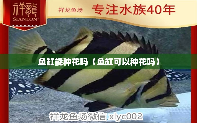 魚缸能種花嗎（魚缸可以種花嗎） 祥龍水族醫(yī)院