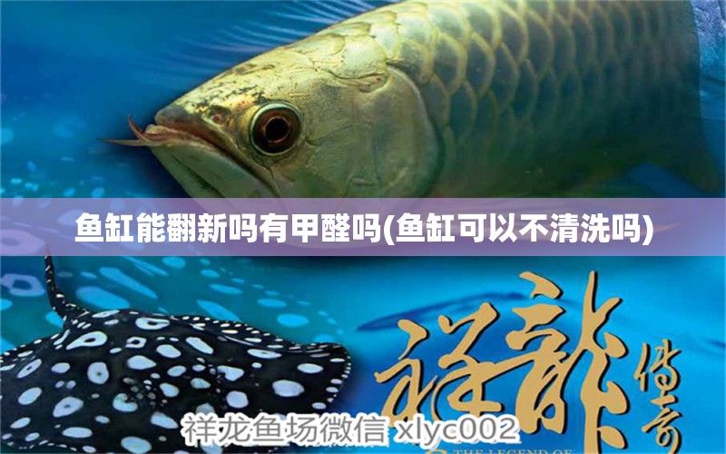 魚缸能翻新嗎有甲醛嗎(魚缸可以不清洗嗎) 非洲象鼻魚