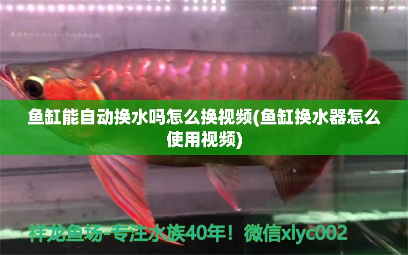 魚缸能自動(dòng)換水嗎怎么換視頻(魚缸換水器怎么使用視頻) 刀魚魚