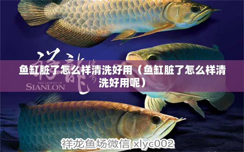 魚缸臟了怎么樣清洗好用（魚缸臟了怎么樣清洗好用呢） 白子黑帝王魟魚