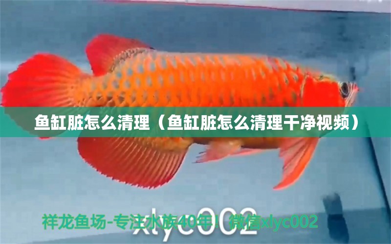 魚缸臟怎么清理（魚缸臟怎么清理干凈視頻） 祥龍水族醫(yī)院