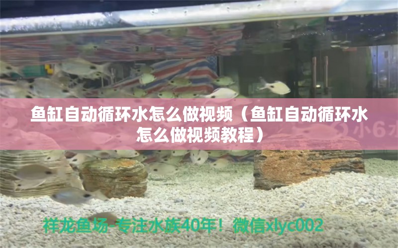 魚缸自動循環(huán)水怎么做視頻（魚缸自動循環(huán)水怎么做視頻教程） 其他品牌魚缸