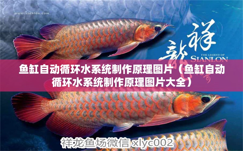 魚缸自動循環(huán)水系統(tǒng)制作原理圖片（魚缸自動循環(huán)水系統(tǒng)制作原理圖片大全）