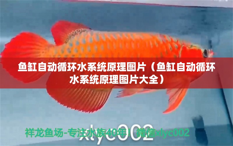 魚缸自動(dòng)循環(huán)水系統(tǒng)原理圖片（魚缸自動(dòng)循環(huán)水系統(tǒng)原理圖片大全） 其他品牌魚缸