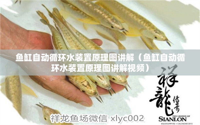 魚缸自動循環(huán)水裝置原理圖講解（魚缸自動循環(huán)水裝置原理圖講解視頻） 其他品牌魚缸