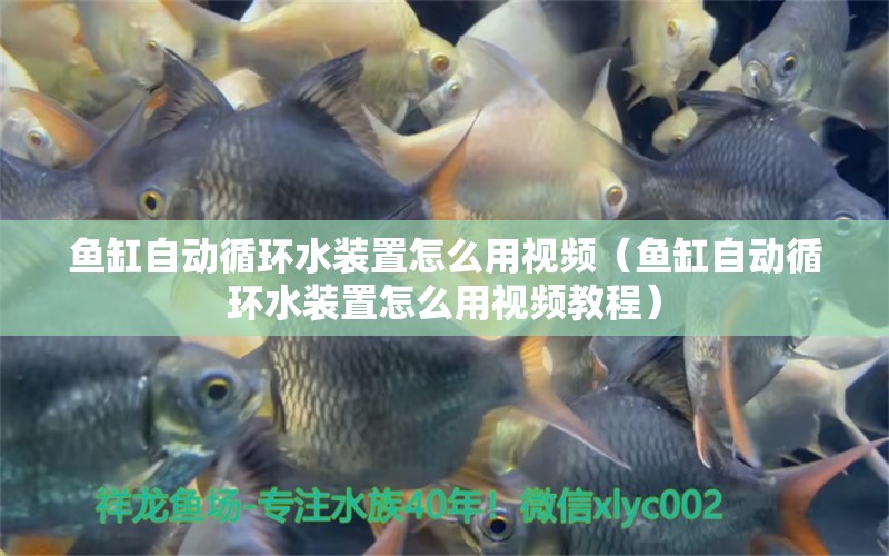 魚缸自動循環(huán)水裝置怎么用視頻（魚缸自動循環(huán)水裝置怎么用視頻教程） 其他品牌魚缸