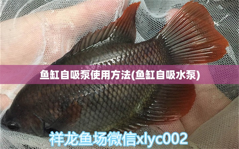 魚(yú)缸自吸泵使用方法(魚(yú)缸自吸水泵) 肥料