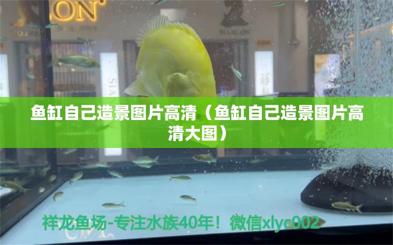 魚缸自己造景圖片高清（魚缸自己造景圖片高清大圖） 祥龍水族醫(yī)院