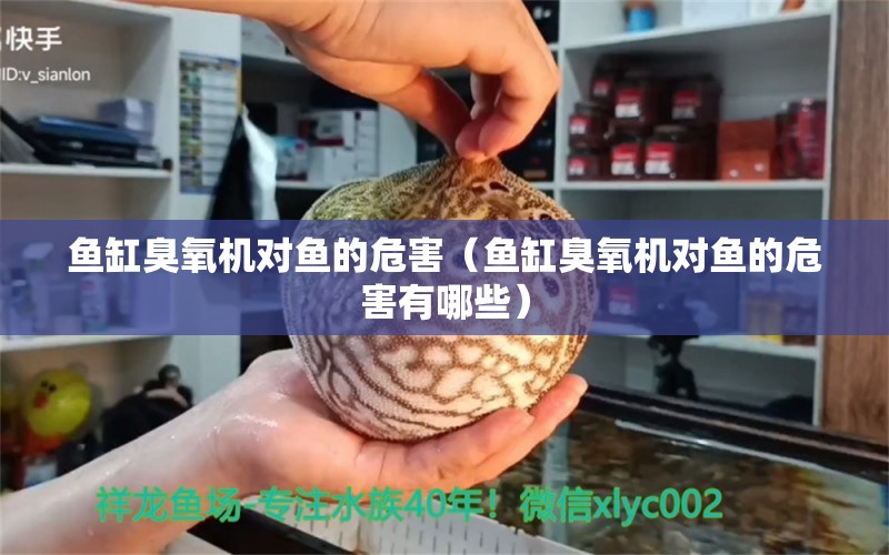 魚缸臭氧機(jī)對(duì)魚的危害（魚缸臭氧機(jī)對(duì)魚的危害有哪些） 三色錦鯉魚