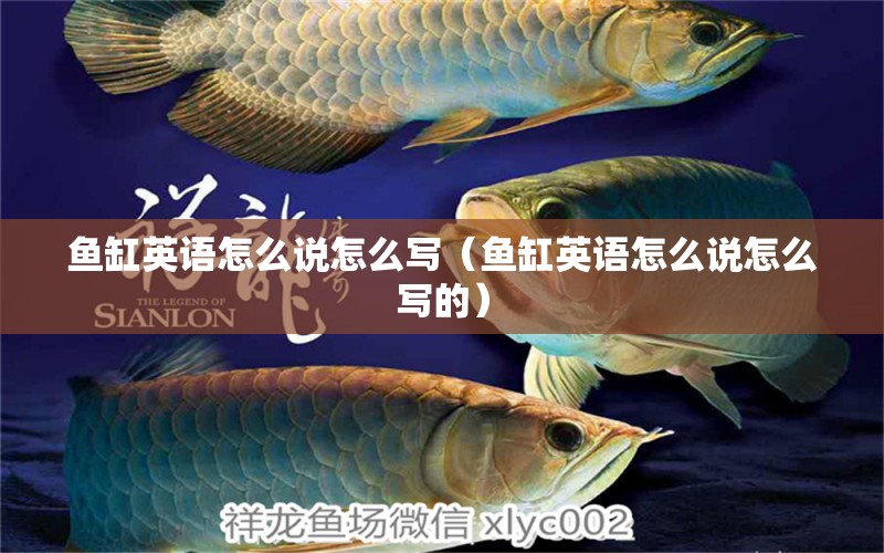 魚缸英語怎么說怎么寫（魚缸英語怎么說怎么寫的）