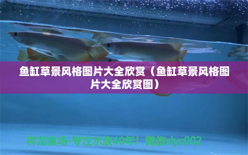 魚(yú)缸草景風(fēng)格圖片大全欣賞（魚(yú)缸草景風(fēng)格圖片大全欣賞圖） 祥龍水族醫(yī)院