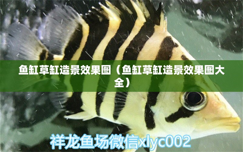 魚缸草缸造景效果圖（魚缸草缸造景效果圖大全）