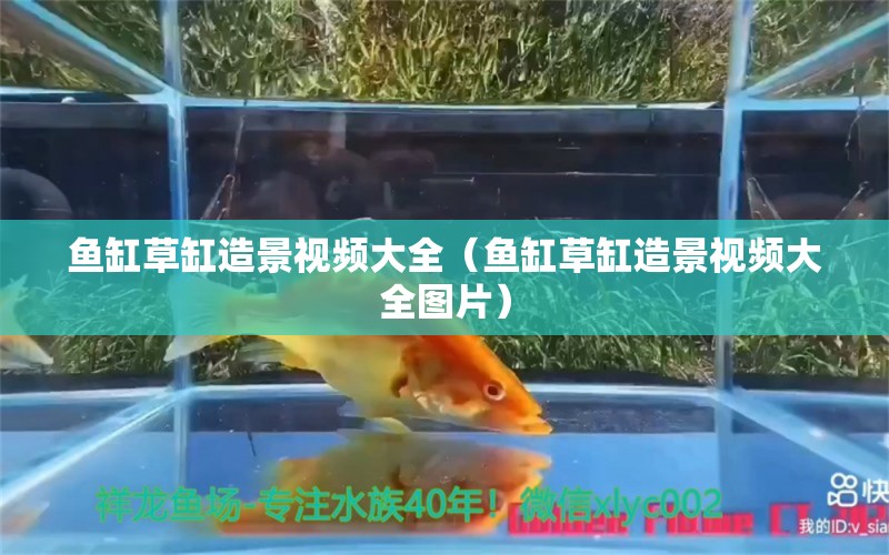 魚缸草缸造景視頻大全（魚缸草缸造景視頻大全圖片）