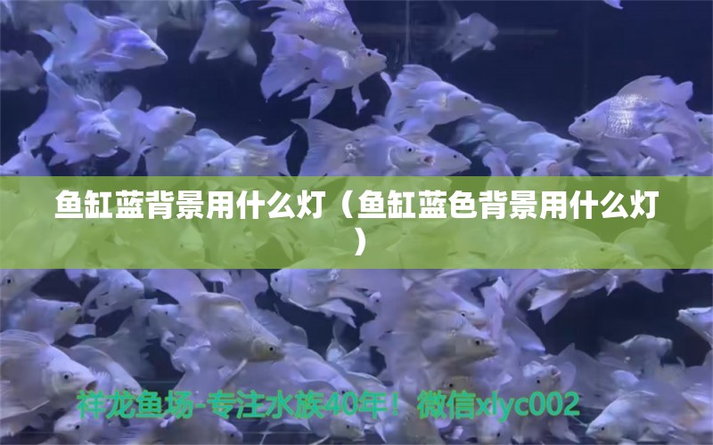 魚缸藍背景用什么燈（魚缸藍色背景用什么燈）