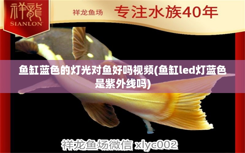 魚缸藍色的燈光對魚好嗎視頻(魚缸led燈藍色是紫外線嗎) 和尚魚